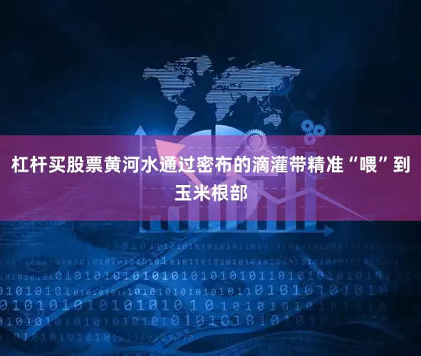 杠杆买股票黄河水通过密布的滴灌带精准“喂”到玉米根部
